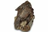 Fossil Dinosaur Bone Section on Sandstone - Wyoming #316929-2